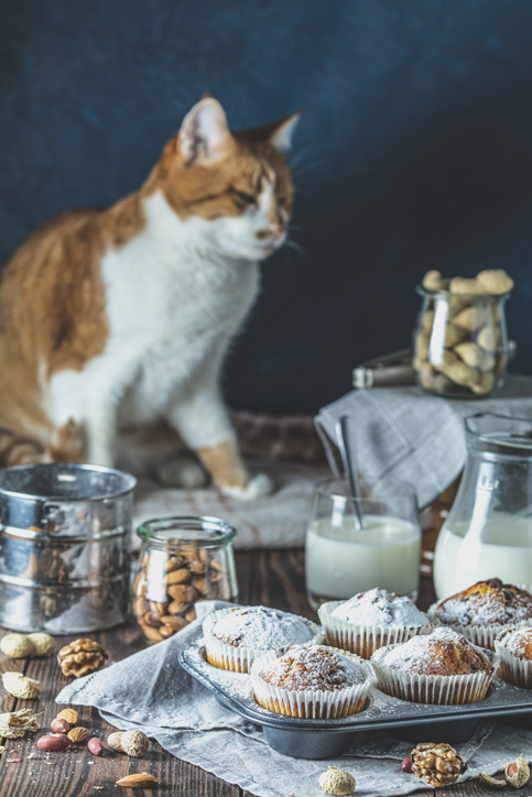 사람이 먹는 음식 중 많은 것이 고양이에게는 위험할 수 있습니다. 고양이가 먹으면 안 되는 음식들을 기억해두세요,사진출처=게티이미지뱅크