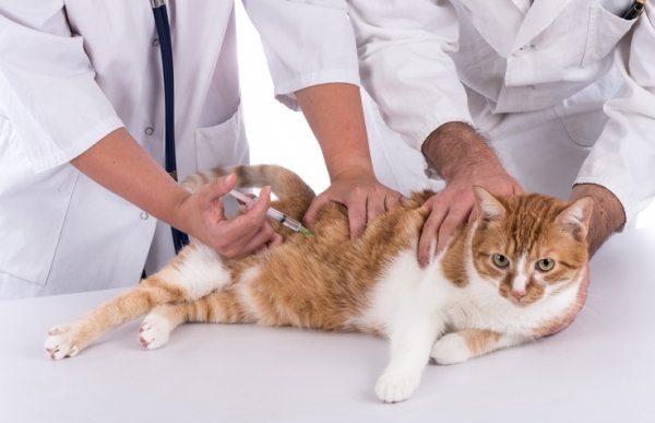 예방접종은 고양이가 걸릴 수 있는 위험한 질병을 예방해줍니다,사진출처=게티이미지뱅크