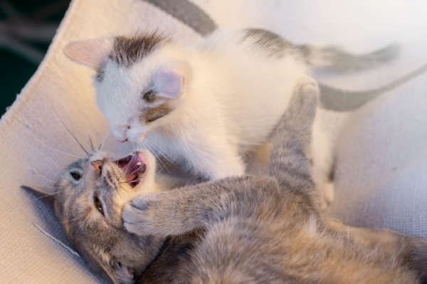 고양이들의 장난과 싸움 어떻게 구분할 수 있을까요,사진출처=게티이미지뱅크